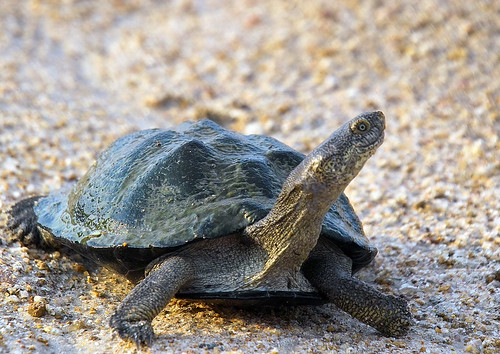  p>山瑞鳖(学名: i>palea steindachneri /i>)是 a href="#" data