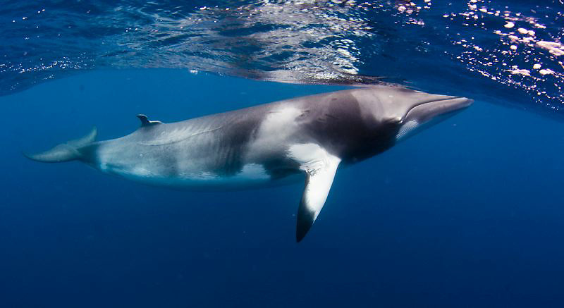  p>小鳁鲸(学名: i>balaenoptera acutorostrata /i>)是须鲸科,须鲸属