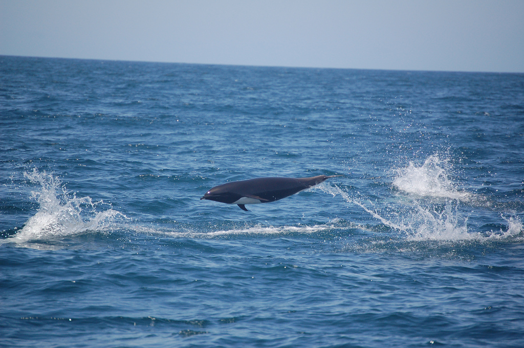  p>北露脊海豚(学名: i>lissodelphis borealis /i>)体型细长,向尾部