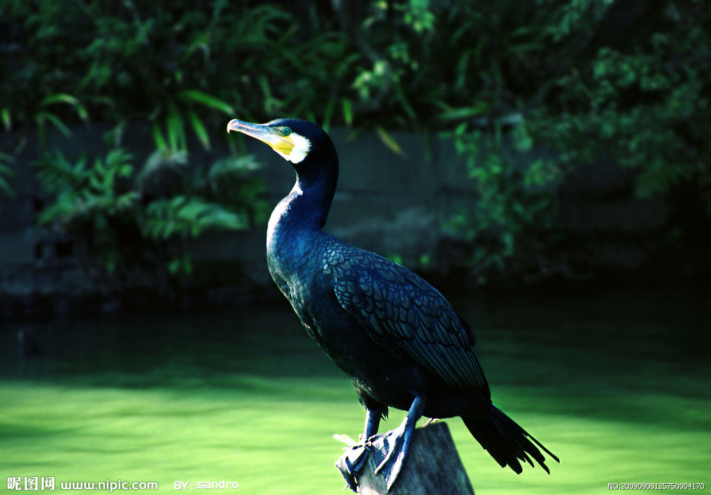  p>黑颈鸬鹚(学名: i>phalacrocorax niger /i>),中型水鸟,体长50~51