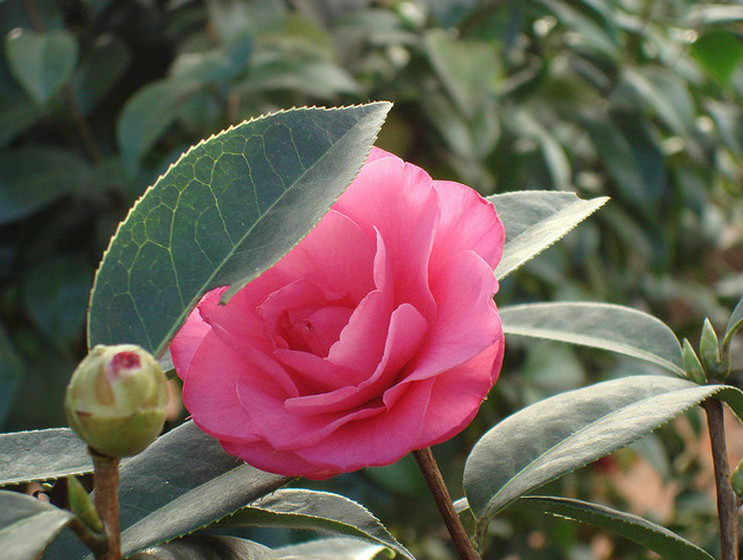 camellia reticulata lindl