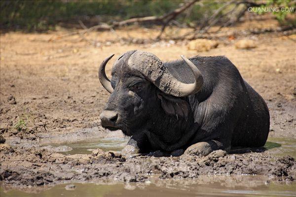 非洲水牛