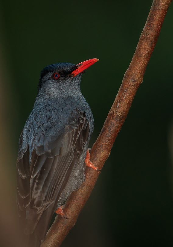 hypsipetes leucocepalus