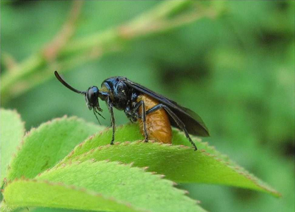  p>昆虫名,为膜翅目, a target="_blank" href="/item/三节叶蜂科