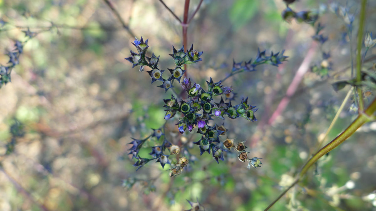  p>水棘针属(学名:amethystea linn.