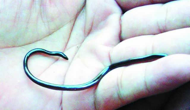  p>钩盲蛇(学名:ramphotyphlops braminus)又名入耳 a href="#" data