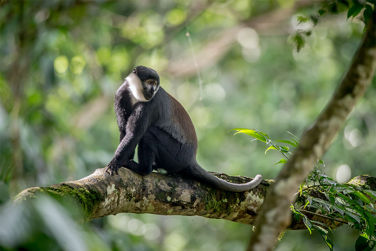 cercopithecus lhoesti