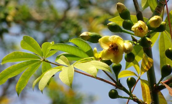  p>吉贝(学名 i>:ceiba pentandra /i> (l.) gaertn.
