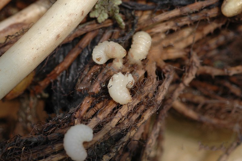  p>莲藕根金花虫属于鞘翅目,叶甲科.