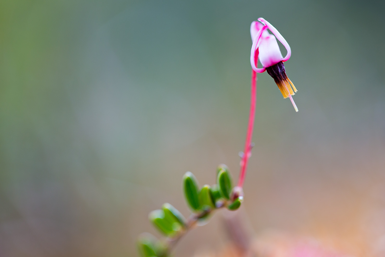  p>红莓苔子(学名: i>vaccinium oxycoccos /i> linn.