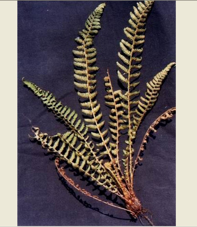 woodsia rosthorniana diels)是岩蕨科岩蕨属植物,根状茎短而直立