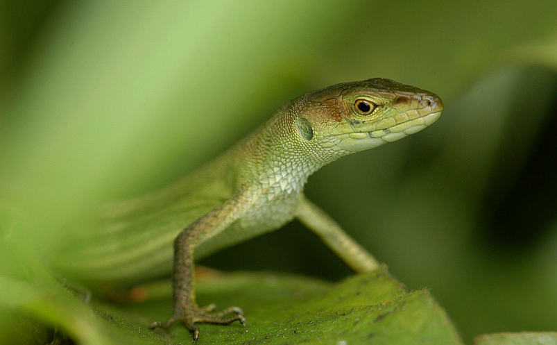  p data-id="gnwscwuhag">草蜥,蜥蜴目蜥蜴科的1属,以 a target="