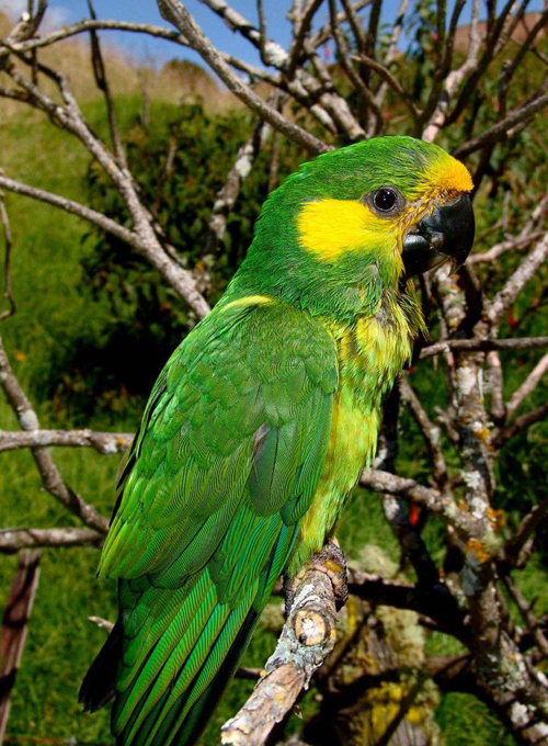 黄耳锥尾鹦鹉