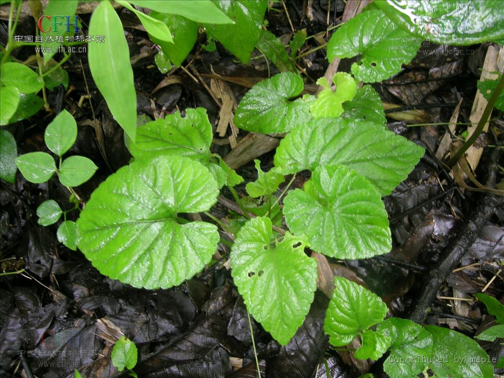  p>匍匐堇菜(学名:viola pilosa)为堇菜科堇菜属的植物.