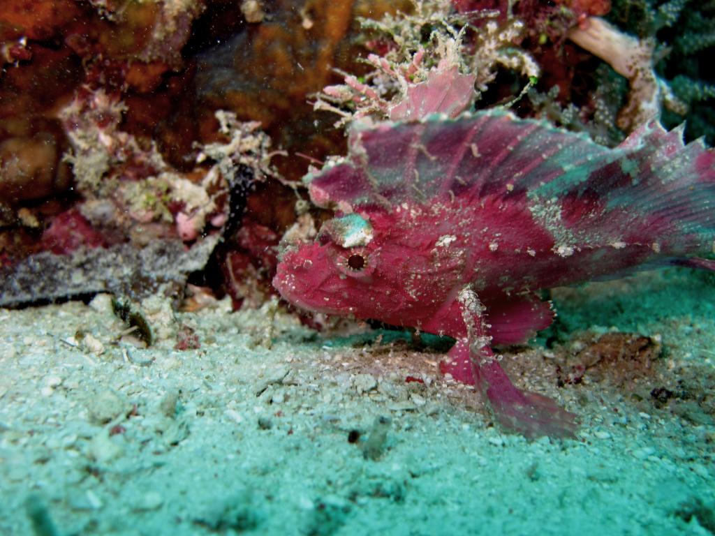 stonefish