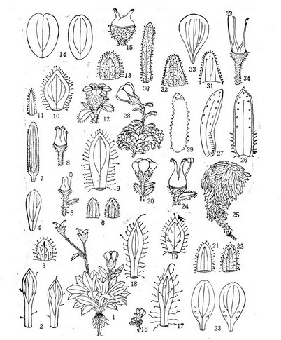 雅鲁藏布虎耳草