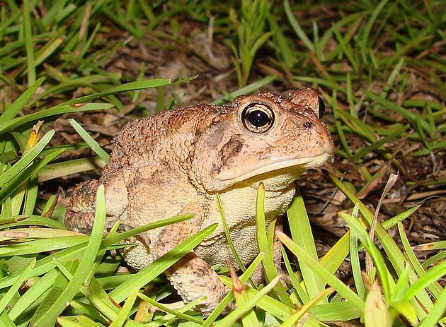  p>美国南部蟾蜍(学名: i>bofo terrestris /i>)体型短粗,背面皮肤上