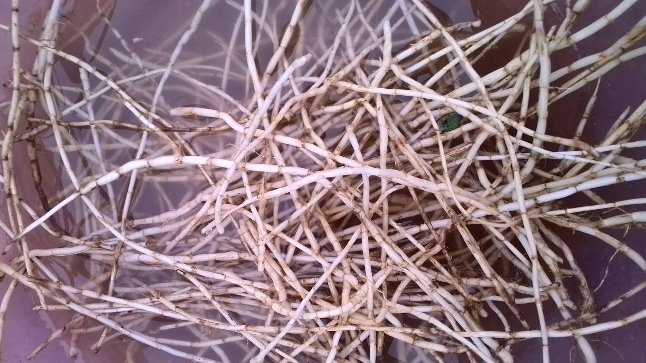 白茅草根
