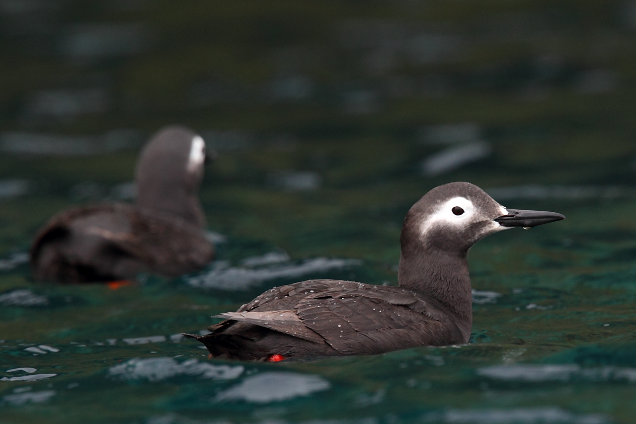  p>白眶海鸽 (cepphus carbo)属 a target="_bl