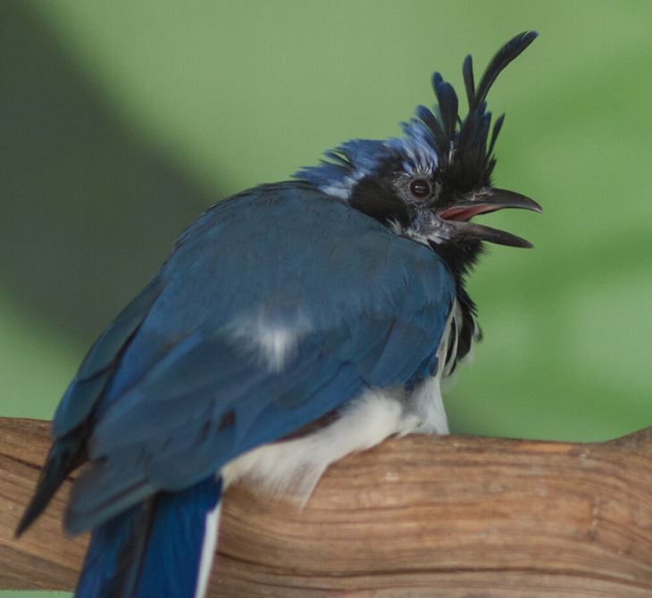  p>黑喉鹊鸦(学名: i>calocitta colliei /i>):体重225–251克,体长58