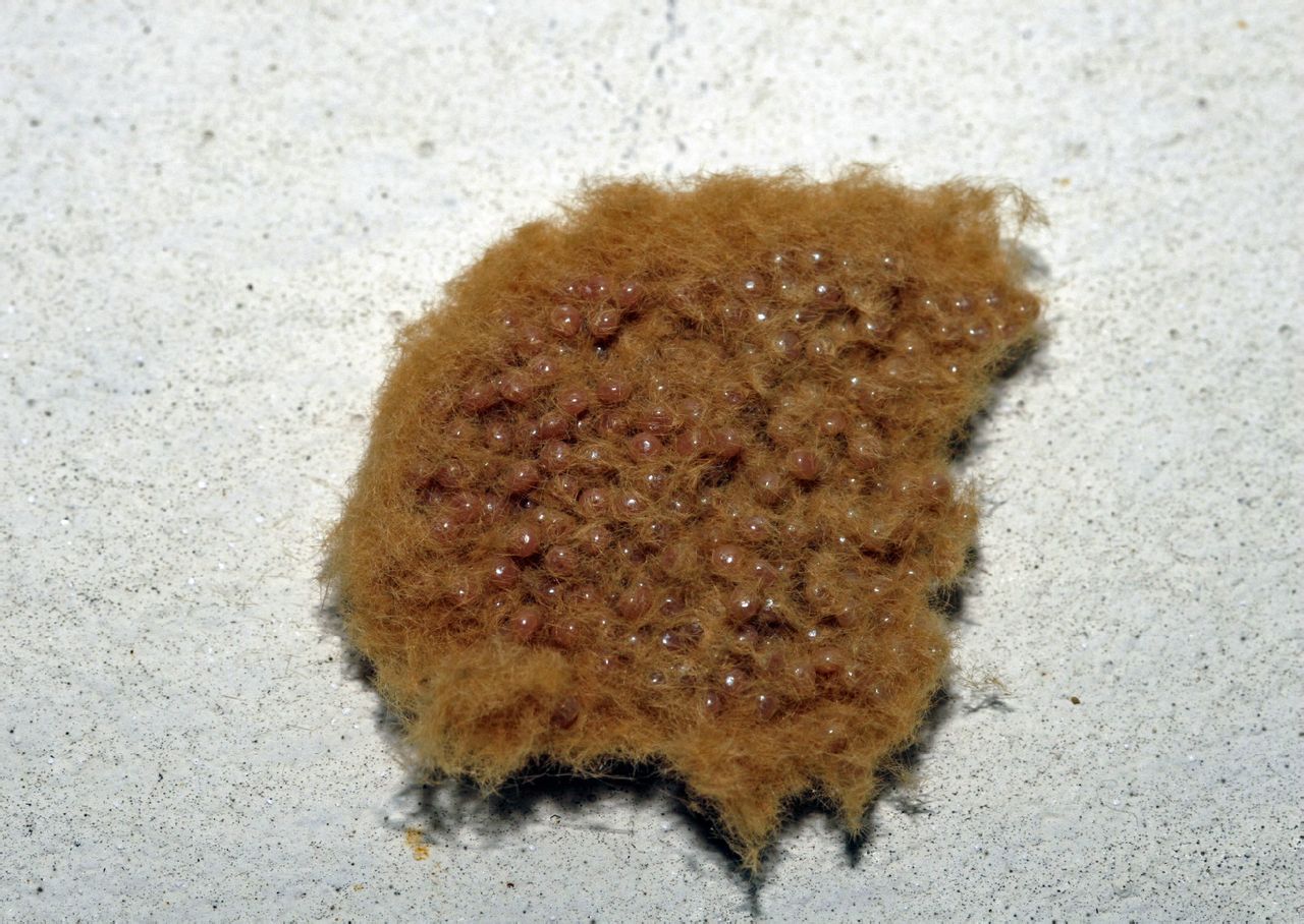  p>舞毒蛾(lymantria dispar linnaeus),别名秋千毛虫,苹果毒蛾,柿