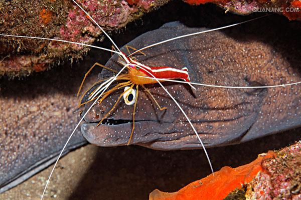 清洁虾(lysmata amboinensis), 俗称"鲜红女士" , 隶属软甲纲