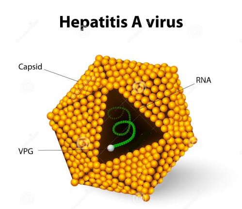 hepatitis a virus