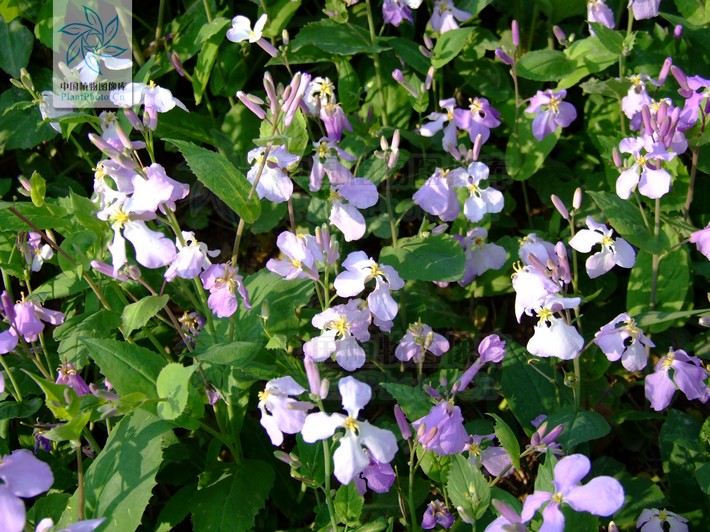  p>缺刻叶诸葛菜,十字花科, a target="_blank" href="/item/诸葛菜属