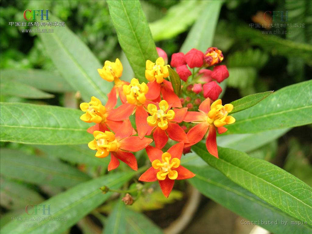  p>马利筋(学名: i>asclepias curassavica /i> b>  /b>l.