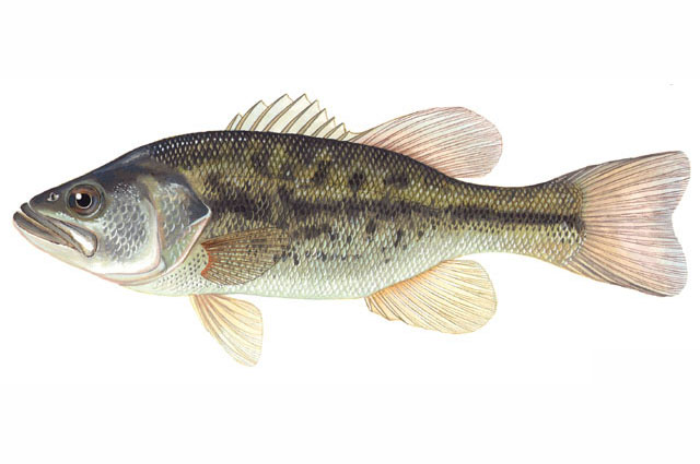  p>大口黑鲈(学名: i>micropterus salmoides /i>)是太阳鱼科,黑鲈属