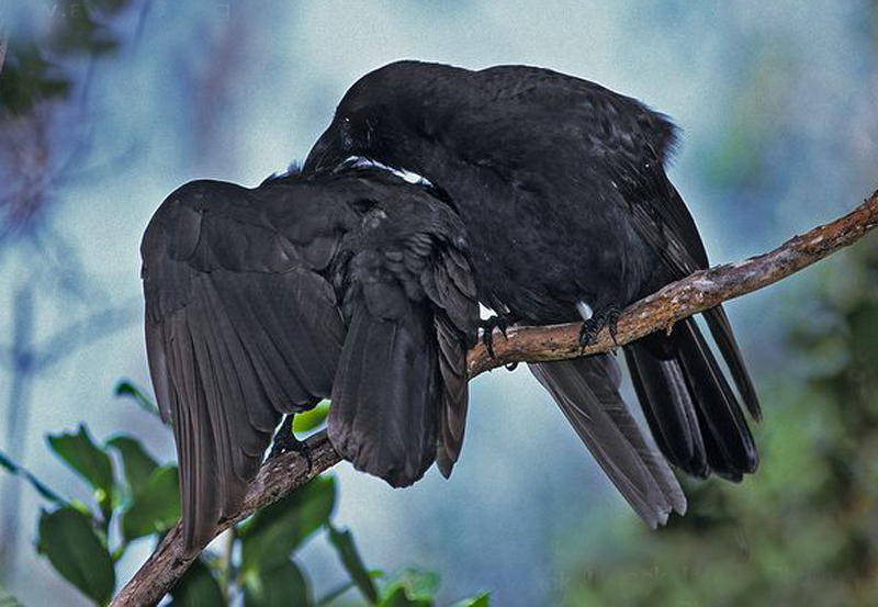 是一种黑色 a data-lemmaid="430">乌鸦 /a>,体羽乌黑色, a data