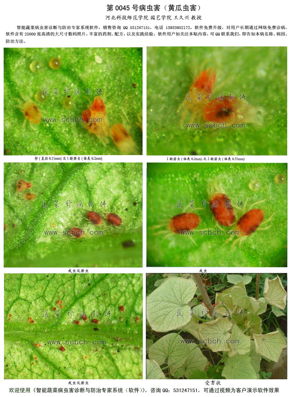  p>茶黄螨, i>polyphagotarsonemus latus /i> (banks)是属蛛形纲 a