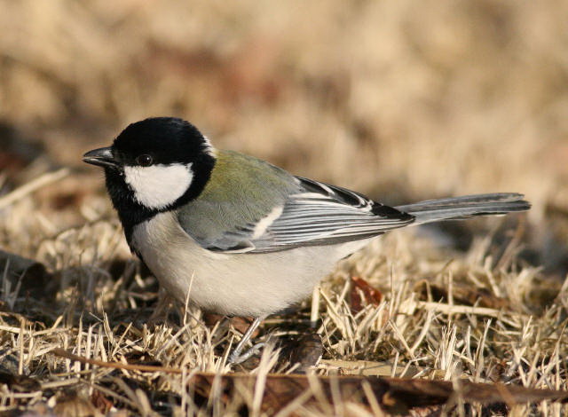 parus major kapustini