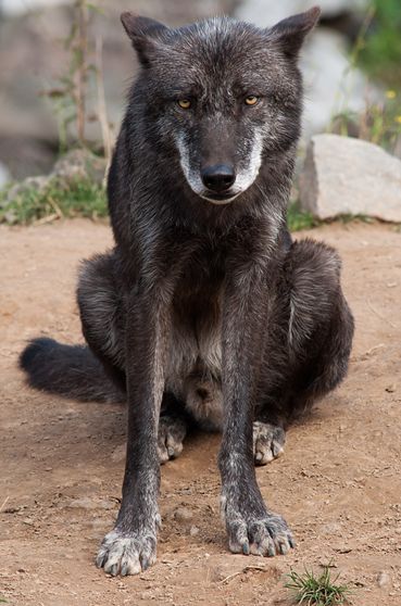 eastern canadian red wolf