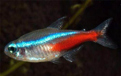  p>血翅鱼,aphyocharaxanisitsi,又名红鳍鱼,红翅鱼,红鳍脂鲤.