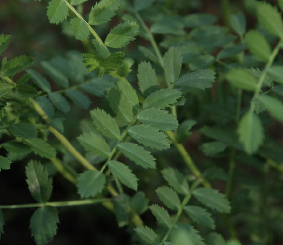  p>鹰嘴豆(学名: i>cicer arietinum /i> linn.)是豆科鹰嘴豆属植物.