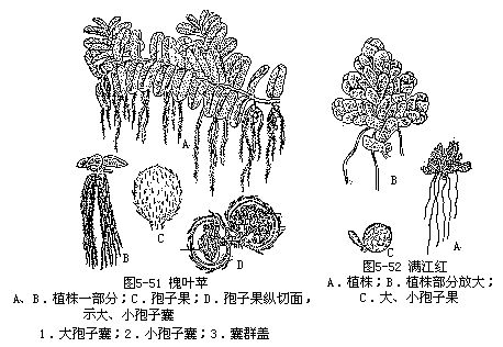 href="#" data-lemmaid="7279164">内生孢子 /a>囊地结构