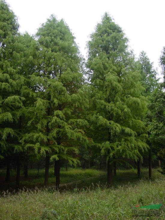 墨西哥柏优树-n37