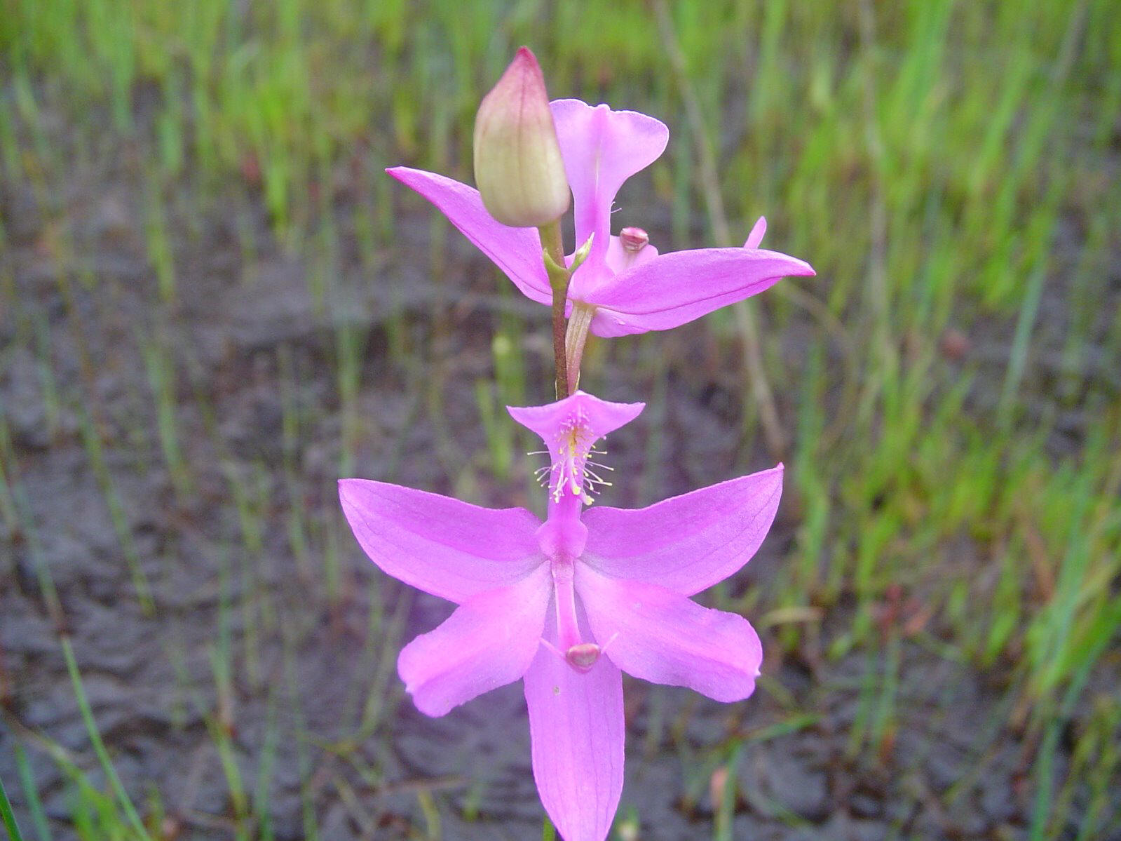 manyflowered grass pink