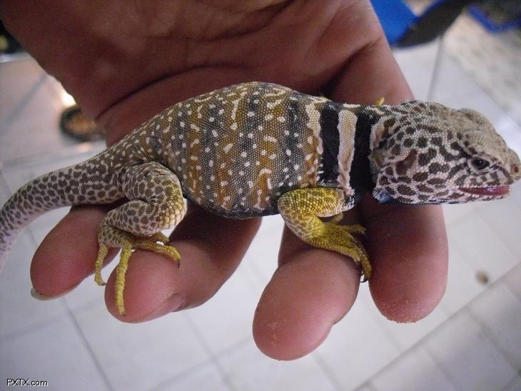  p>环颈蜥(拉丁学名:crotaphytus collaris)是 a href="#" data-lemma