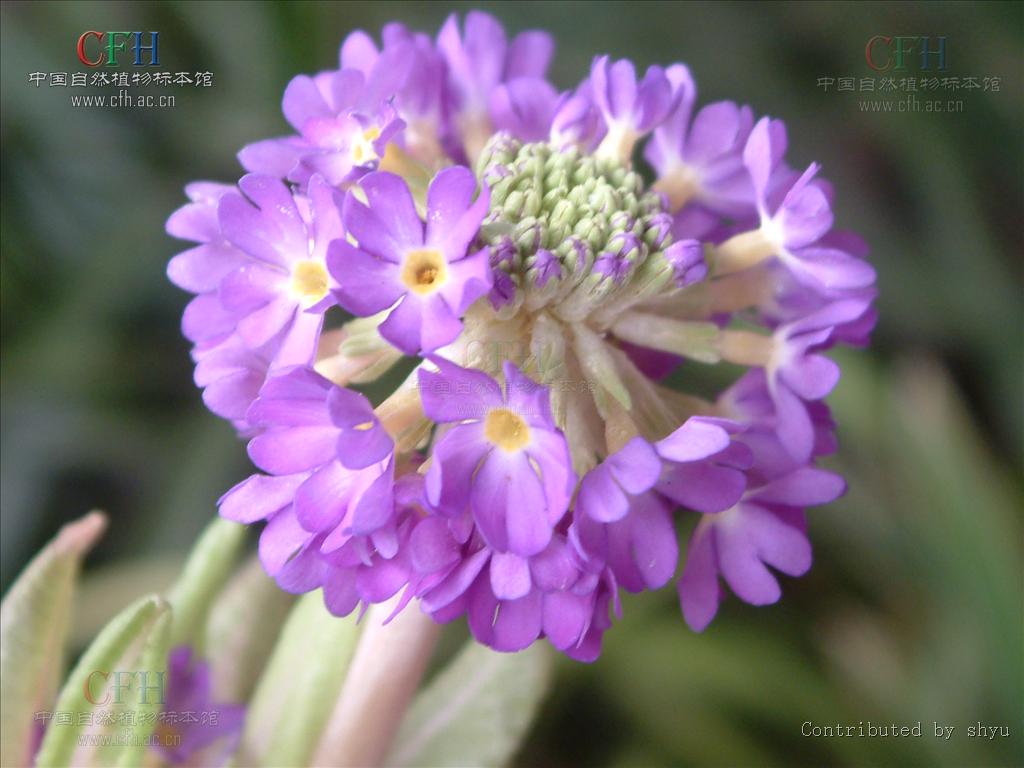 p>疏序球花报春, a href="#" data-lemmaid="3427454">报春花科 /a>