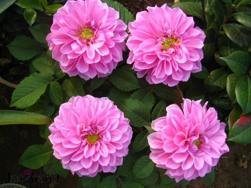  p>复穗花序是植物 a target="_blank" href="/item/花序/320042"