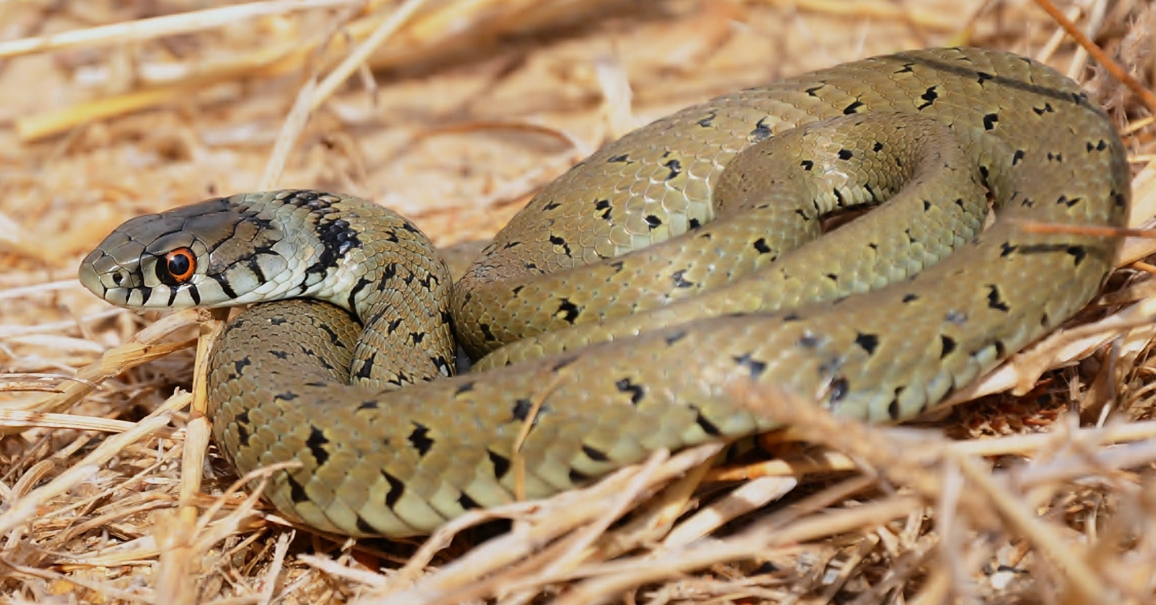  p>水游蛇( i>natrix natrix /i> linnaeus)是游蛇科,水游蛇属的无