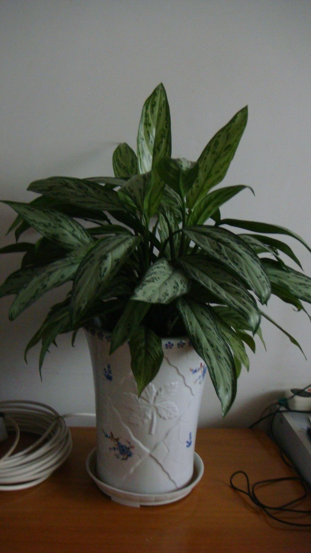 银皇后有毒吗(银皇后有毒吗适合在卧室里养殖吗)