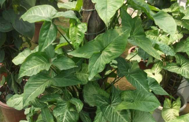 syngonium podophyllum  /i>schott)是天南星科,合果芋属多年生常绿 a