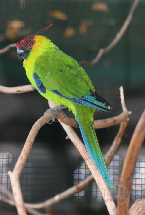  p>独角鹦鹉(学名: i>eunymphicus cornutus /i>)是非常稀少且昂贵的