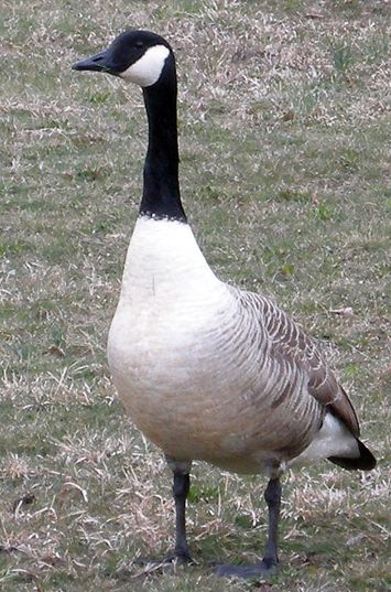  p>加拿大黑雁(学名: i>branta canadensis /i>):为鸭科,黑雁属的 a
