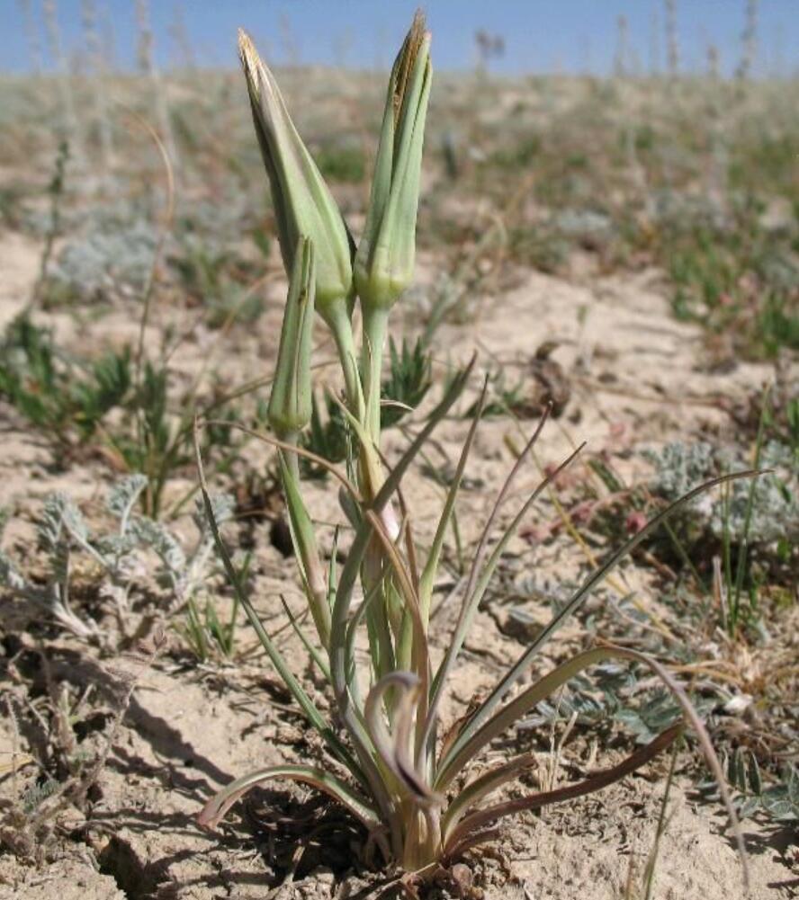 是菊科婆罗门参属植物,茎直立,不分枝或中部以上分枝,具纵条纹,无毛