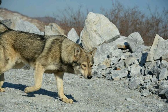 杂交狼狼混血串种狼