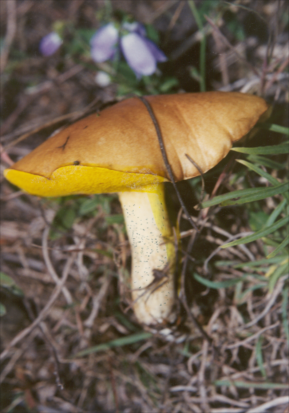  p>裘氏紫褐牛肝菌:形态特征子实体中等或较大.